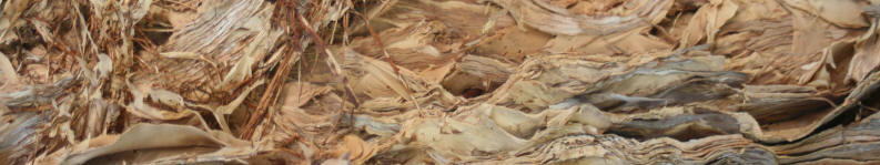 Bark from the paperbark tree